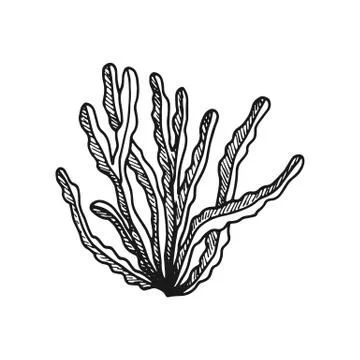 Algae leaves. simple sketch vector isolated Illustrazione stock
