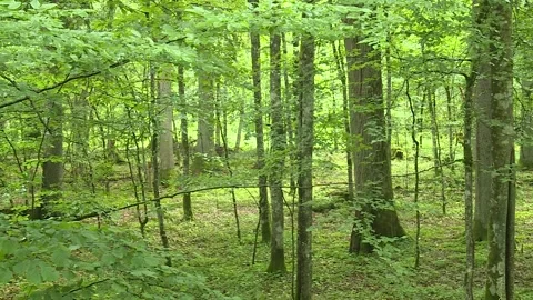 Algae, lichens and moss on trees and shrubs Stock Footage 248831588