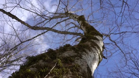Algae, Lichens and Moss on Trees and Shrubs in the Winter Forest Woods Stock Footage 252957015