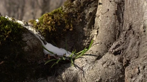 Algae, Lichens and Moss on Trees and Shrubs in the Winter Forest Woods Stock Footage 252957016