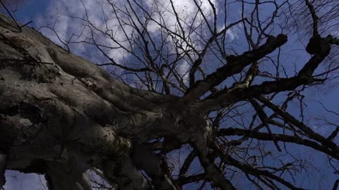 Algae, Lichens and Moss on Trees and Shrubs in the Winter Forest Woods Stock Footage 252957028