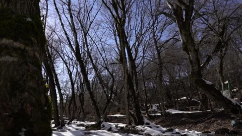 Algae, Lichens and Moss on Trees and Shrubs in the Winter Forest Woods Stock Footage 252957030