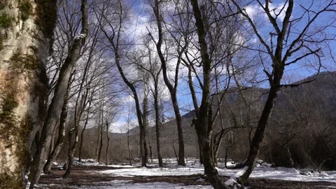 Algae, Lichens and Moss on Trees and Shrubs in the Winter Forest Woods Stock Footage 252957037