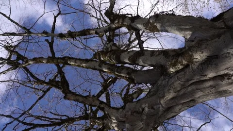 Algae, Lichens and Moss on Trees and Shrubs in the Winter Forest Woods Stock Footage 252957039