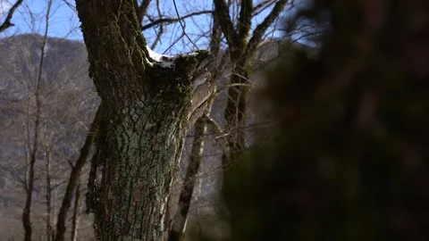 Algae, Lichens and Moss on Trees and Shrubs in the Winter Forest Woods Stock Footage 252957040