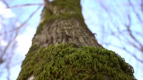 Algae, Lichens and Moss on Trees and Shrubs in the Winter Forest Woods Stock Footage 252957041