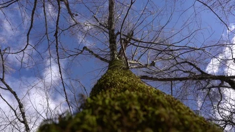 Algae, Lichens and Moss on Trees and Shrubs in the Winter Forest Woods Stock Footage 252957053