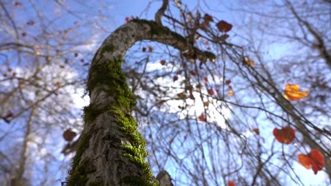 Algae, Lichens and Moss on Trees and Shrubs in the Winter Forest Woods Stock Footage 252957054