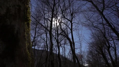 Algae, Lichens and Moss on Trees and Shrubs in the Winter Forest Woods Stock Footage 252957138