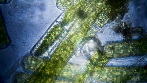Algae life filmed under a microscope super macro Stock Footage 94422432