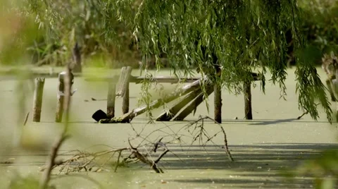 Algae, logs in water Stock Footage 59759612