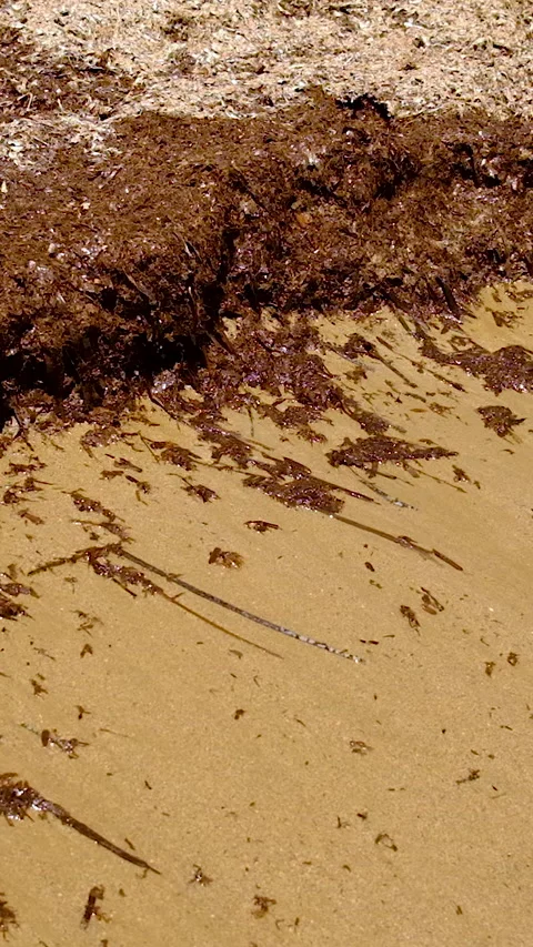 Algae mud in the sea. selective focus. 動画素材 335148201