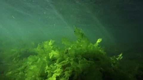 Algae in murky waters in the Black Sea Stock Footage 312373388