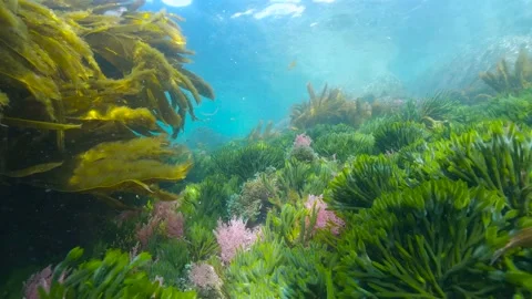 Algae in the ocean underwater Eastern Atlantic Stock Footage 169841000