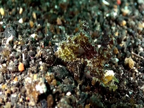 ALGAE OCTOPUS (Abdopus aculeatus) in Lembeh strait Indonesia Video stock 79302543