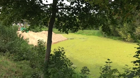 Algae or duckweed floating on the surface of river Video stock 101482349