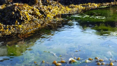 Algae or seaweed moving on the sea Stock Footage 131766717