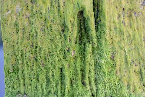 Algae or seaweed stuck to the column of a dock Stock Photos