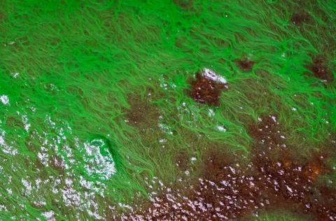 Algae pattern on wet ground, Abstract background Stock Photos