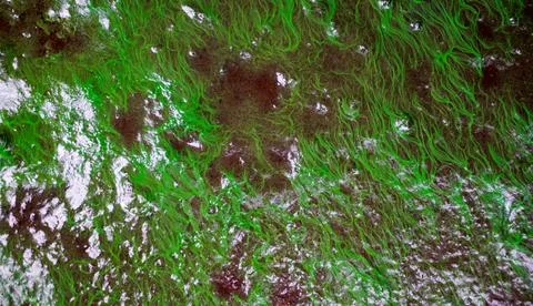 Algae pattern on wet ground, Abstract background Stock Photos