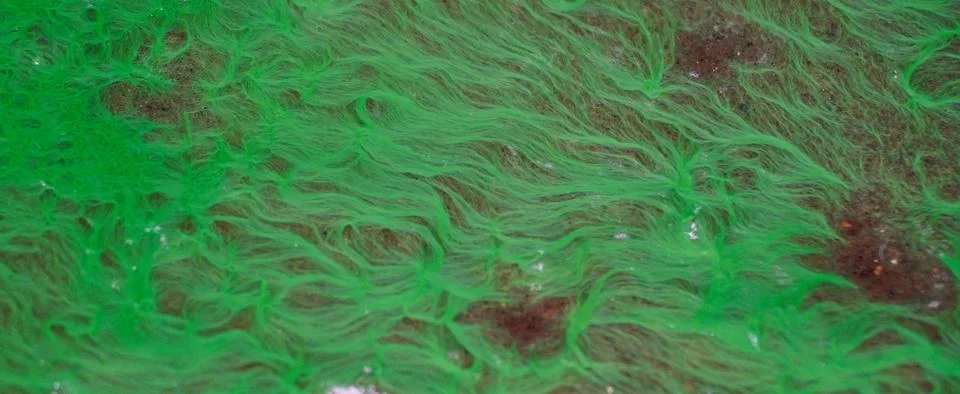 Algae pattern on wet ground, Abstract background Stock Photos