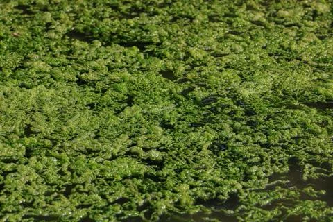 Algae Stock Photos