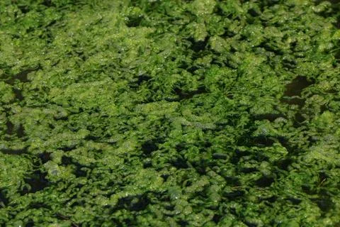 Algae 스톡 사진