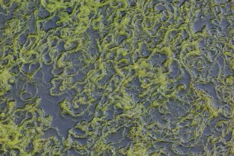 Algae Stock Photos