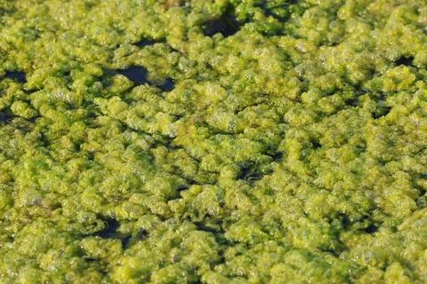 Algae Stock Photos