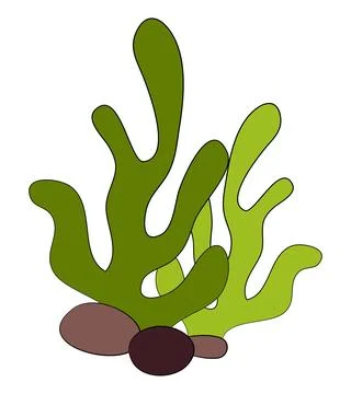 Algae plant on white background Stock Illustration