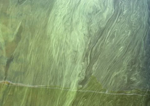 Algae polluted water Foto stock