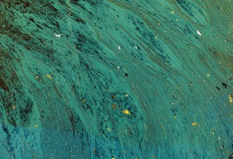 Algae polluted water Foto stock