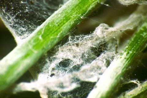 Algae polluted water. Stock Photos