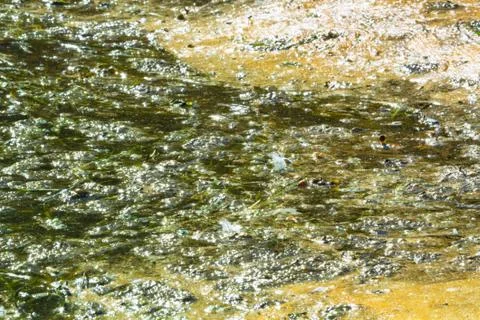 Algae polluted water. Stock Photos