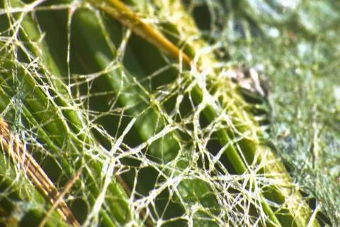 Algae polluted water. Foto stock