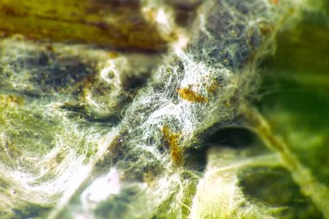 Algae polluted water. Stock Photos