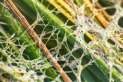 Algae polluted water. Fotos Stock