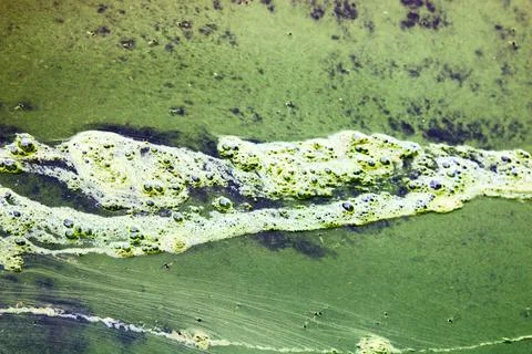 Algae polluted water. Stock-Fotos