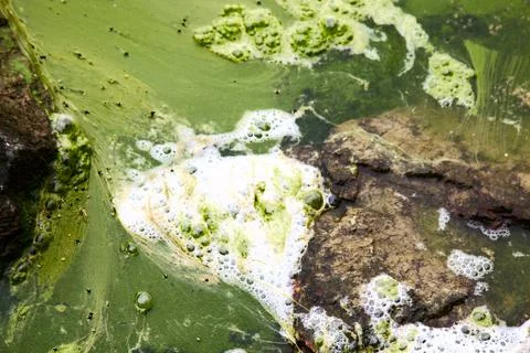 Algae polluted water. Stock Photos