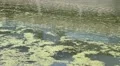 Algae Pollution Toxic on River  HD Footage
