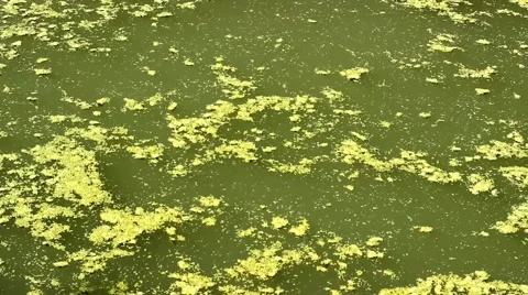 Algae Pollution Toxic on River Stock Footage 56038992
