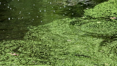 Algae pond Video stock 255082962