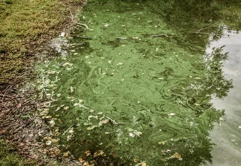 Algae-pond-swirl-08 Stock-Fotos