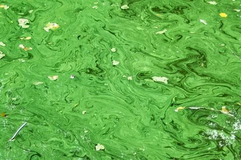 Algae-pond-swirl-09 Stock Photos