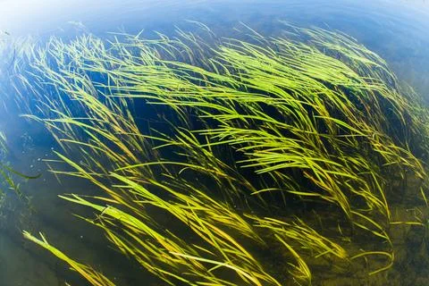 Algae in a pond underwater. Stock Photos