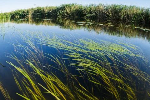 Algae in a pond underwater. Stock Photos