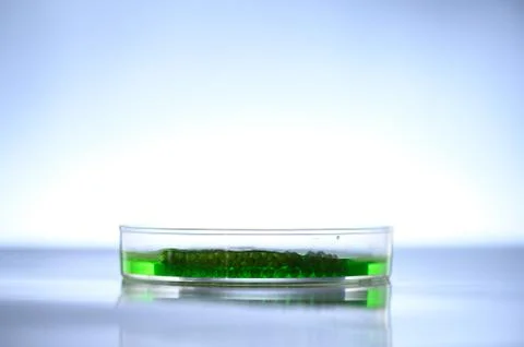 Algae research in laboratories, biotechnology science concept Foto stock