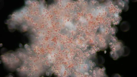 Algae Rhinomonas sp. under the microscope, phylum Cryptophyta, family Video stock 205207777