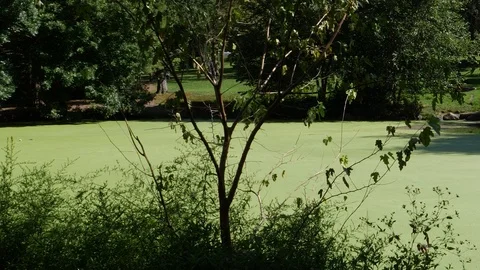 Algae ridden lake within NYC's Central Park Stock Footage 115012461