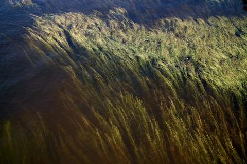 Algae rising from the bottom of the river as a background. Stock Photos